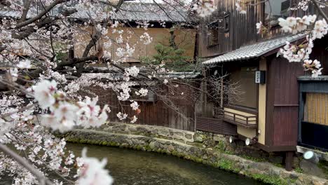 stunning cherry blossom scenery at shirokawa in kyoto during sakura season