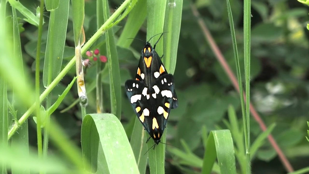Kaplan kelebeği (Callimorpha dominula), Erebidae familyasına ait, parlak renkli, gündüz uçan bir güvedir.