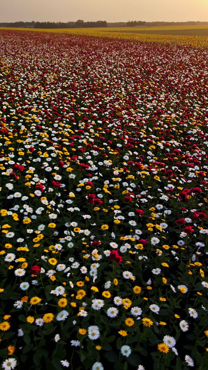 Aerial view of a vast field of colorful wildflowers at sunset, creating a serene and vibrant