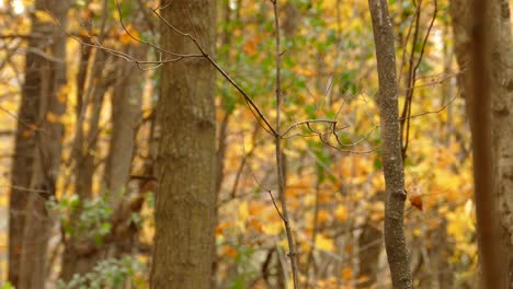 A-tiny-bird-landing-on-a-thin-branch-for-a-moment-and-flew-away