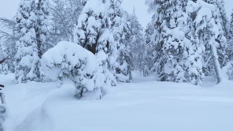 Tiro-Hacia-Adelante-En-Un-Trineo-A-Través-Del-Paisaje-Del-Bosque-De-Invierno-En-Laponia