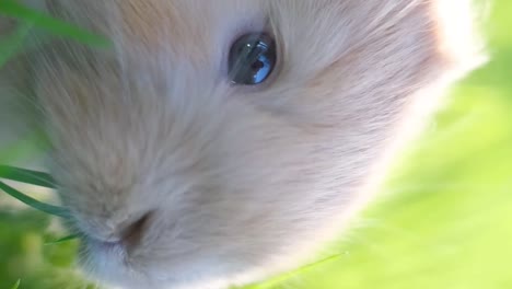 close-up of a cute guinea pig in green grass