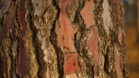 close up of rough tree bark with fissures