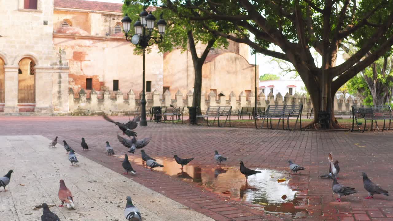 Un dron vuela cerca de una bandada de palomas en la Plaza de la Catedral de las Palomas, asustándolas y haciendo que vuelen delante del dron