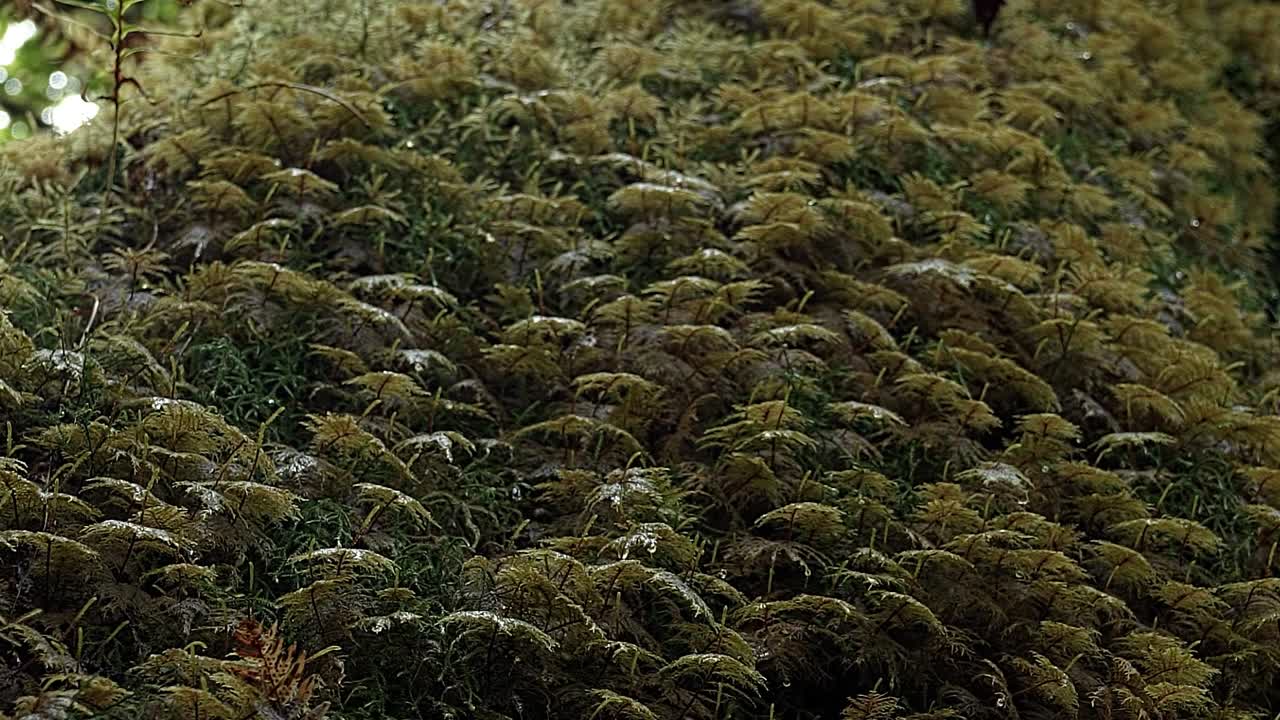 Macro close up of beautiful small plants that look like umbrella's covering the whole trunk of a tree in the Hoh Rainforest of Olympic National Park in Washington State, USA on a summer morning.