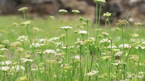 Primer-Plano-De-Flores-Y-Diversas-Plantas-Que-Crecen-En-Un-Día-Soleado,-Mostrando-El-Concepto-De-Naturaleza-Vibrante-Y-Crecimiento-Estacional