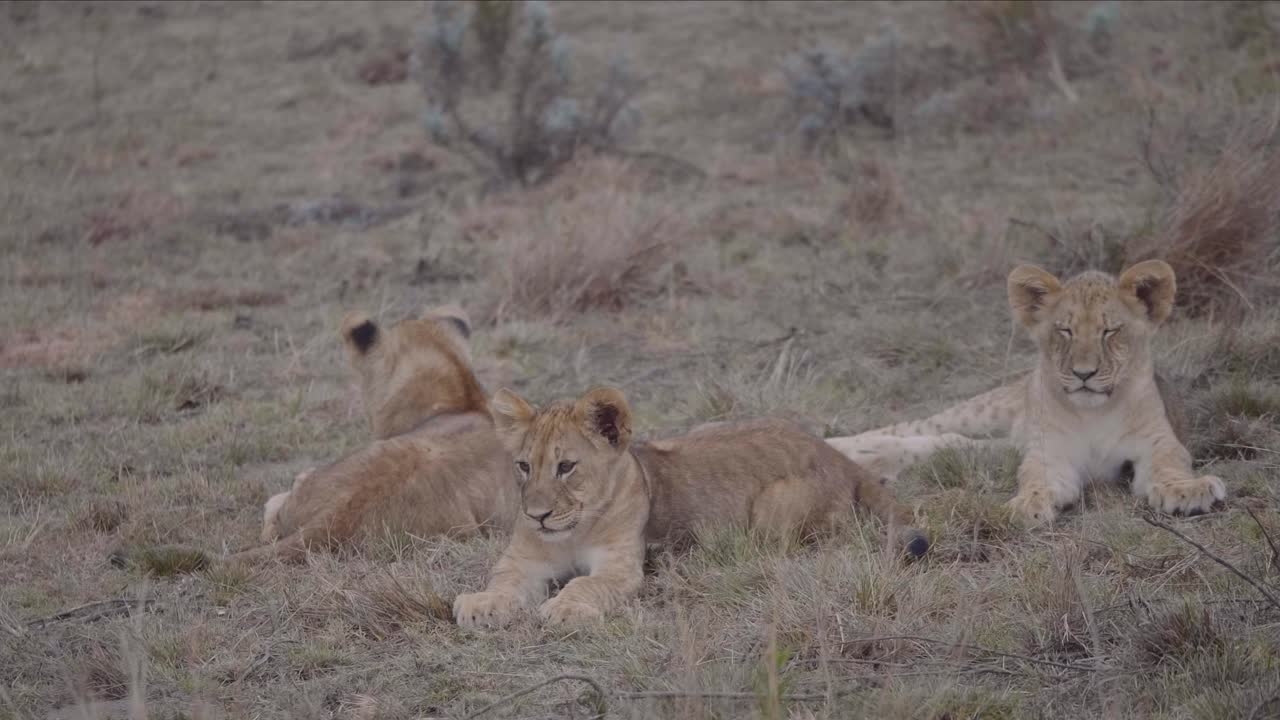 Three Adorable Lion Cubs Resting in the African Savanna