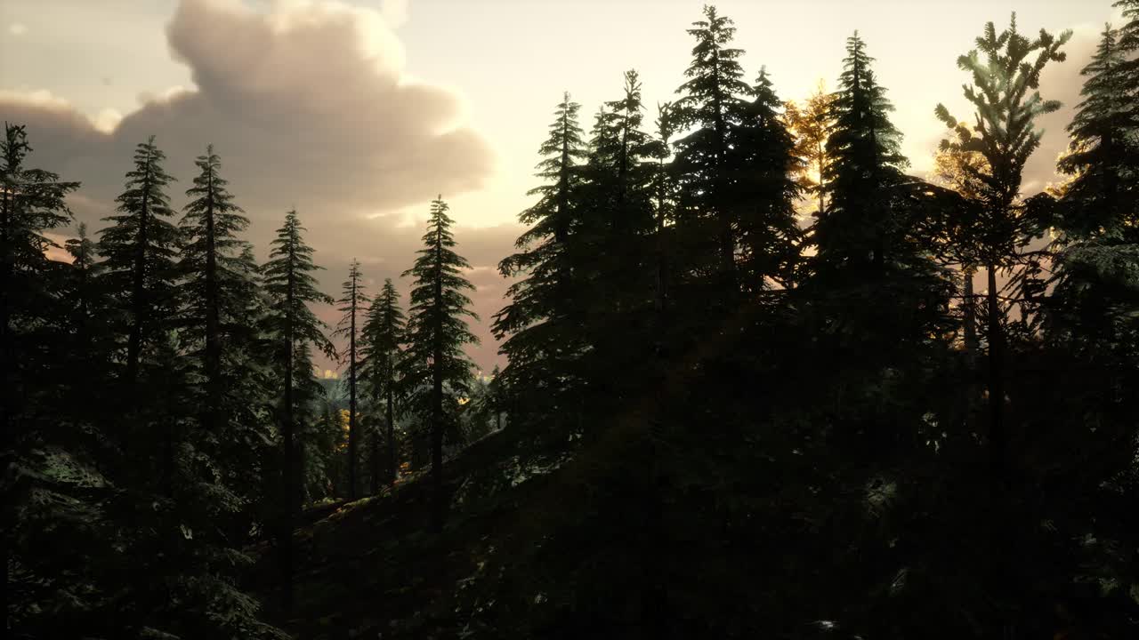 los rayos del sol se abren camino a través de las ramas