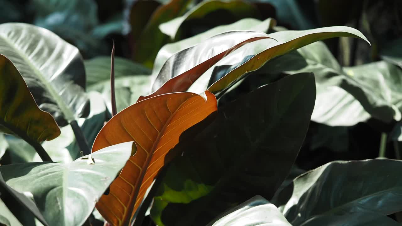 Close-up of Lush Tropical Foliage