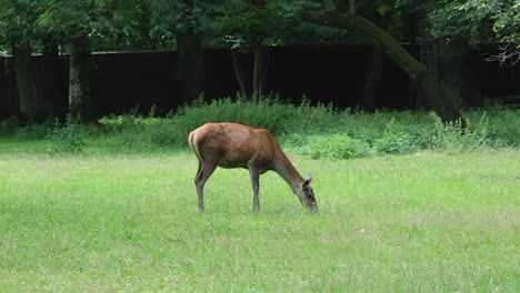 corzo pastando en el bosque de bialowieza polonia