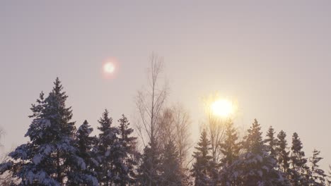 sunlight shining through trees in peaceful forest, riga, latvia