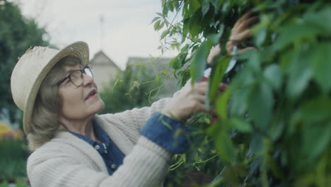 senior woman cutting bush with garden shears