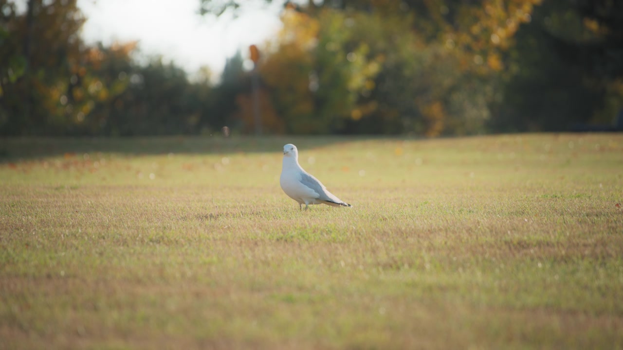Un gabbiano solitario nel parco cittadino