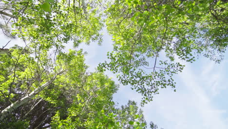 Cámara-Lenta-Ultra-Amplia-Del-Cielo-A-Través-De-árboles-De-álamo-Temblón