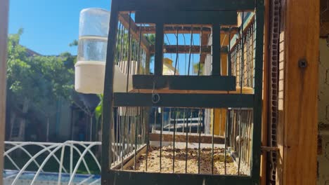 A yellow canary nervously flutters inside a small cage, highlighting the distress of confinement. Filmed at a breeder’s home in Leskovac, Niš, Serbia
