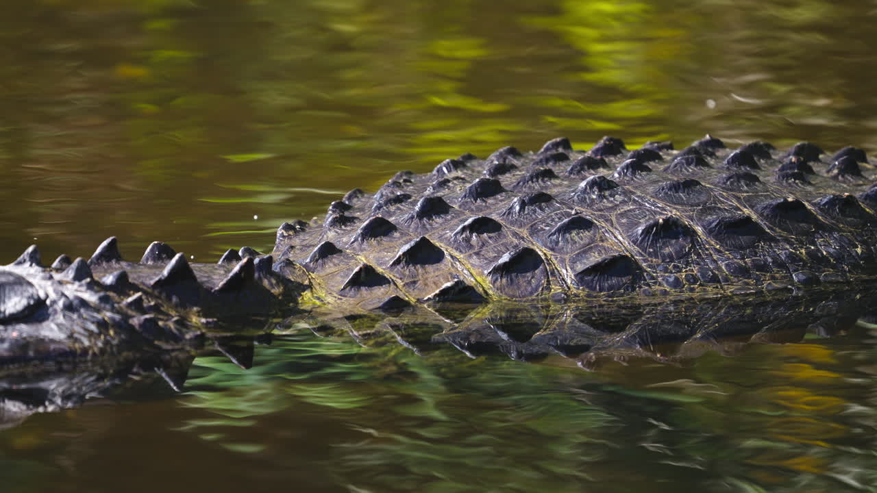 Alligator Scute Scales Close Up in Tannic Water