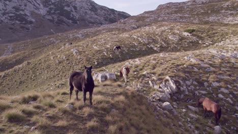 Caballos-Pastando-Durante-La-Puesta-De-Sol-En-El-Parque-Nacional-Durmitor-Montenegro,-Antena