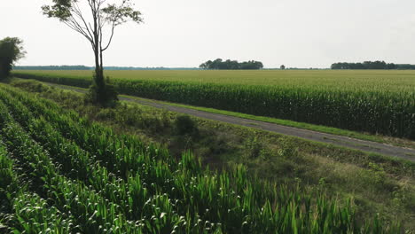 Beautiful-drone-shot-of-cornfield-from-low-altitude