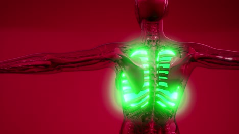 examen radiológico de los pulmones humanos