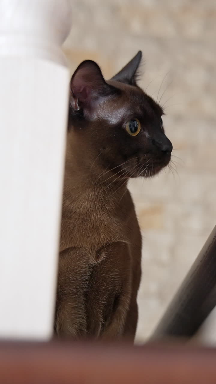 Gatto sulle scale di casa. Inquadratura di un gatto domestico sulle scale di casa. Video verticale