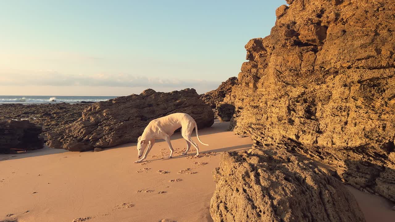 galgo en la playa al atardecer, se levanta