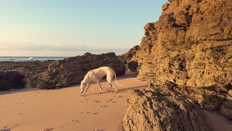 Galgo-En-La-Playa-Al-Atardecer,-Se-Levanta