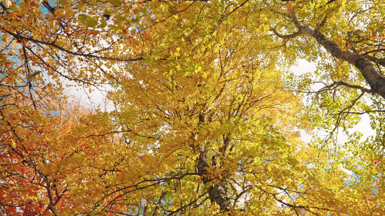 Colorful autumn tree foliage in the forest. Sun rays coming through the leaves.
