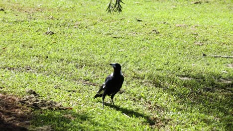 bird strolls on grass, casting a shadow.