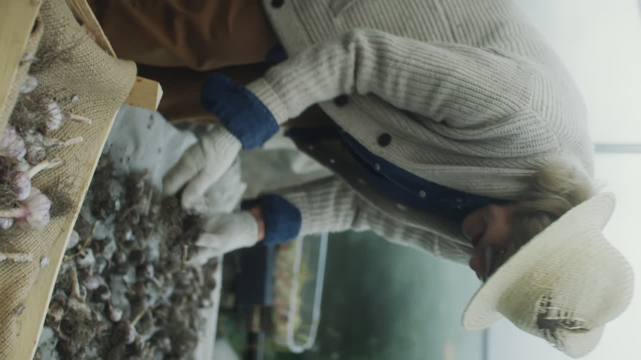Person processing freshly harvested garlic bulbs