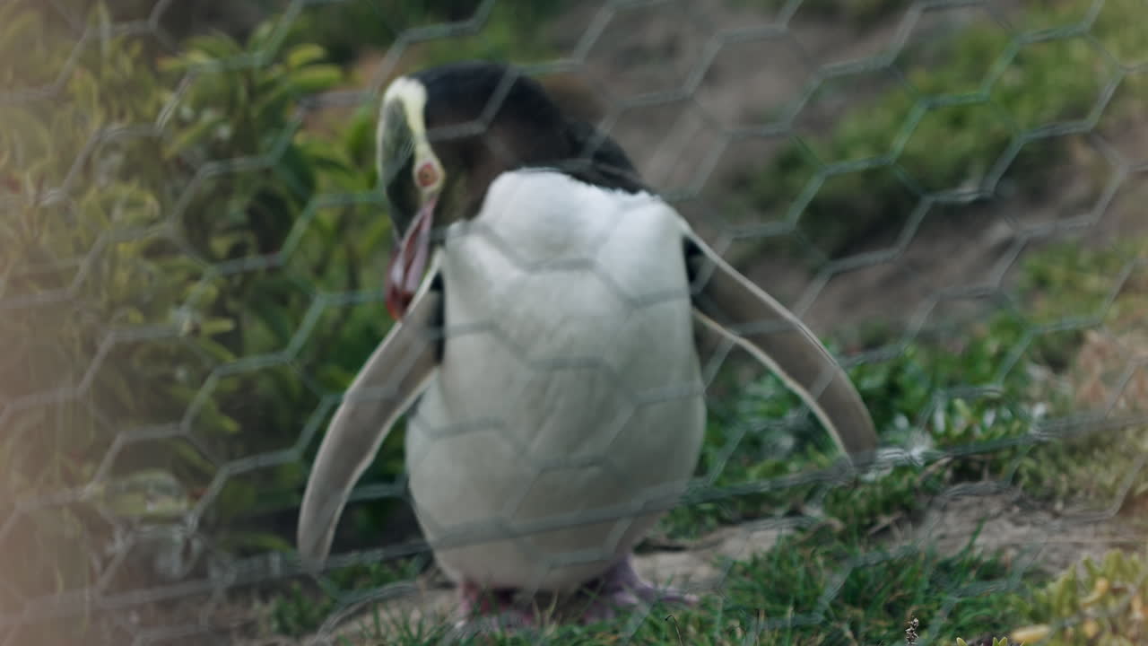 tarakaka - pingüino de ojos amarillos en su hábitat natural en moeraki, nueva zelanda