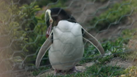 tarakaka - yellow-eyed penguin on their natural habitat in moeraki, new zealand