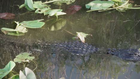 Alligator-close-up-swimming-through-Everglades-pond-with-lily-pads