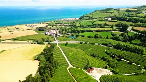 aerial orbiting shot of famous tea plantation in azores archipelago, cha gorreana