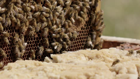 beekeeping - carefully putting back a frame into beehive, slow motion close up