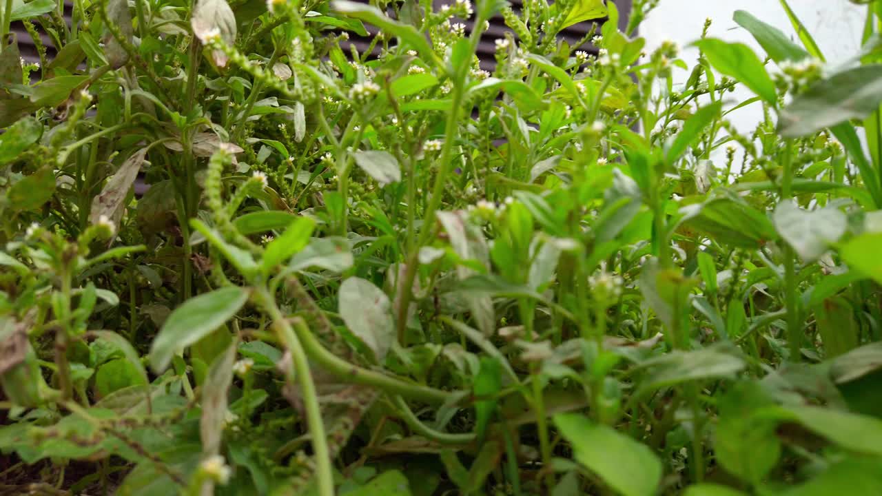 Low-angle pan left across dense green vegetation in a tropical garden, highlighting the fresh textures of leaves and stems