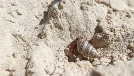 Caribbean-hermit-crab-walking-on-white-sand