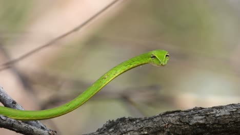 serpiente látigo verde - mirando