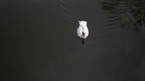 Patos-Nadando-Solos-En-El-Estanque