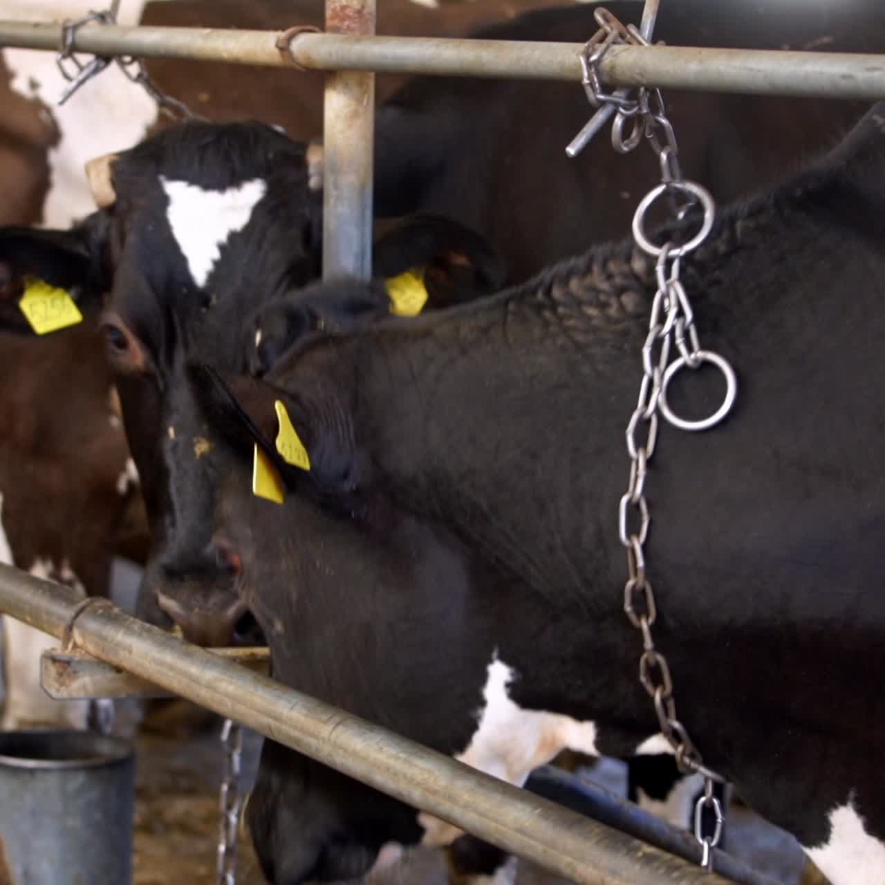 현대 농장에서 소에게 먹이를 주는 과정