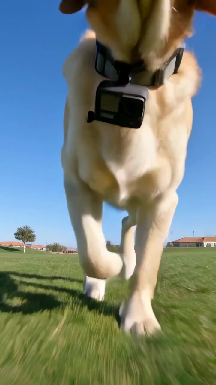 Video verticale: Un labrador giallo che corre si avvicina attraverso il parco verso una telecamera bassa, mostrando la telecamera sul collare.