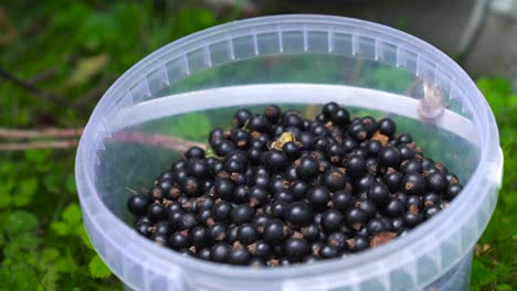 Close-up-static-shot-of-plastic-basket-full-of-blackberries,-Latvia