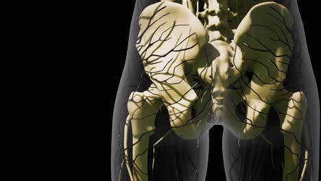 ciencia anatomía de los vasos sanguíneos humanos