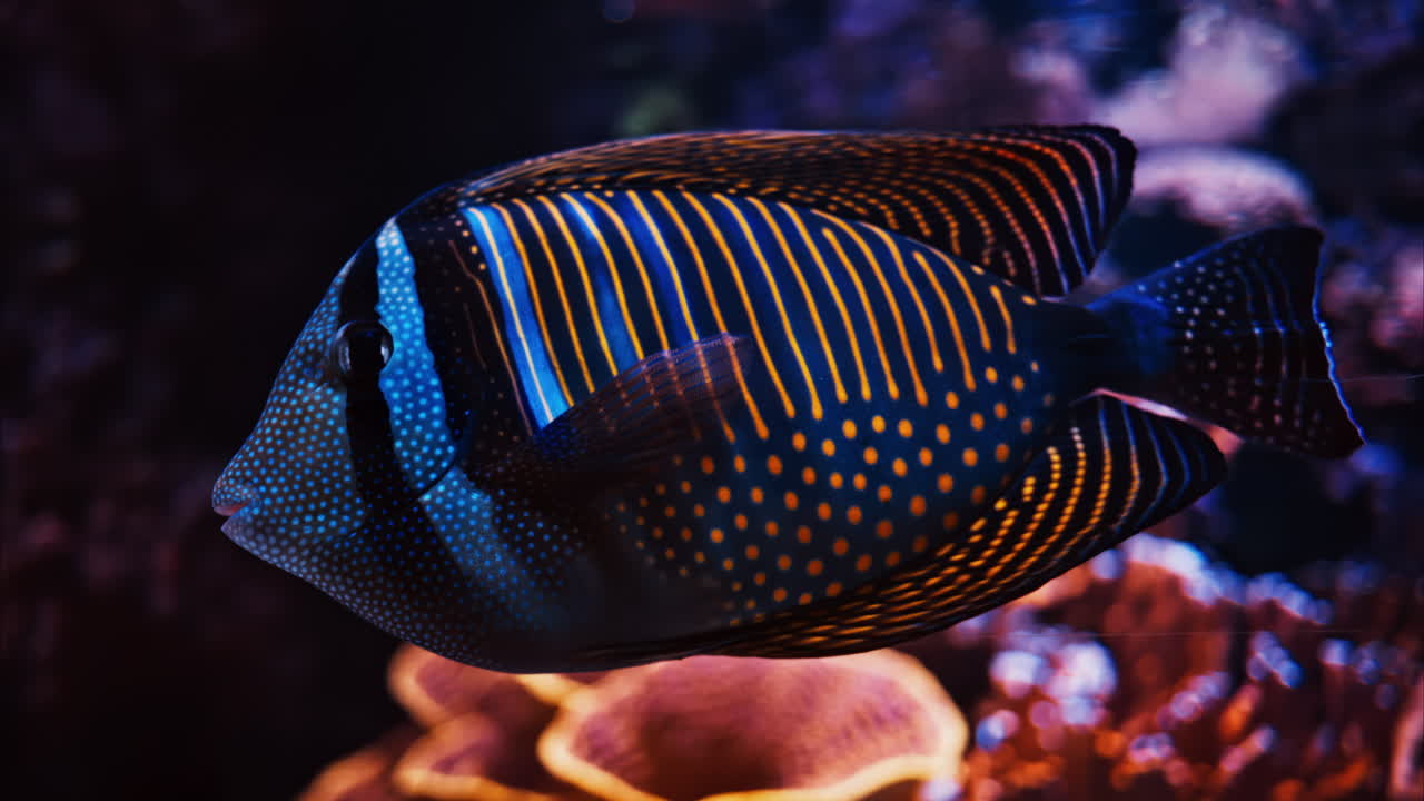 Close up of a Red Sea sailfin tang fish swimming near coral reefs