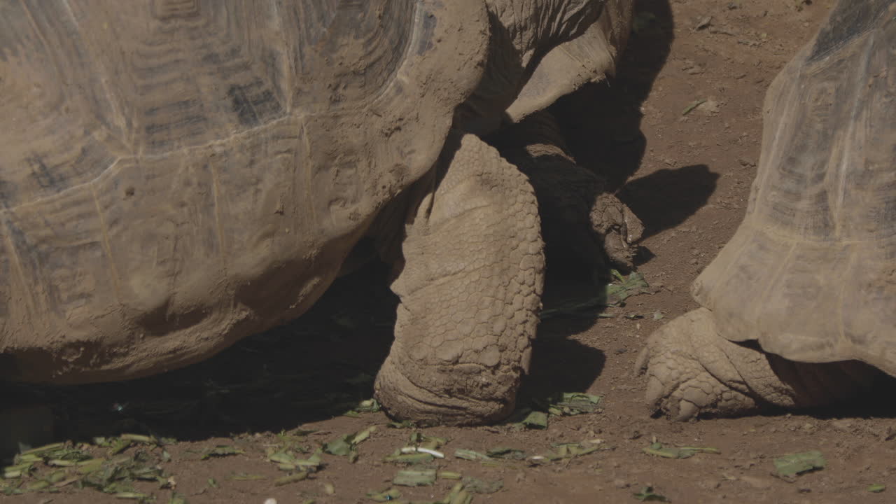 movimientos de tortuga cerca de otras tortugas