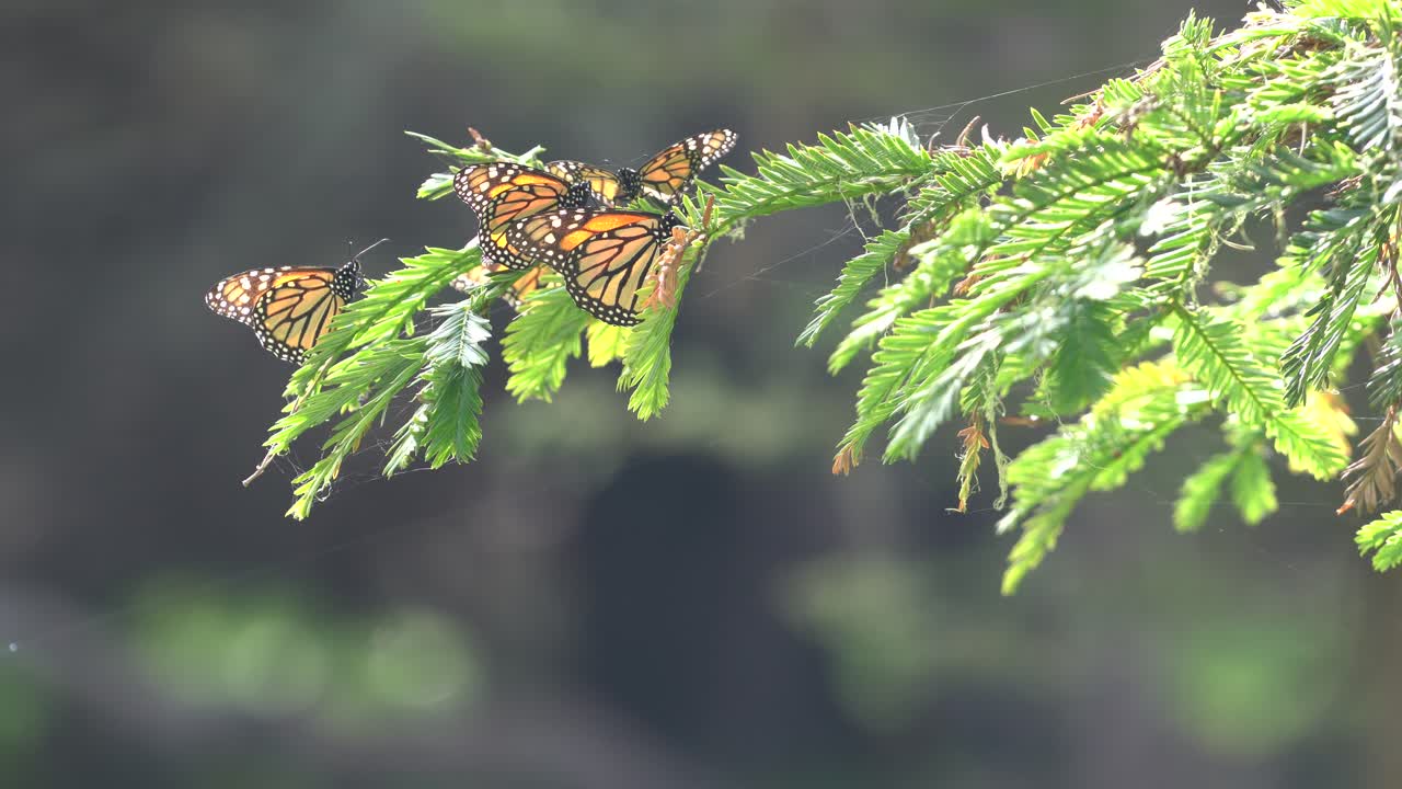 mariposas monarca en 4k