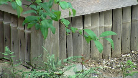 bamboo architectural feature at base of a japanese house