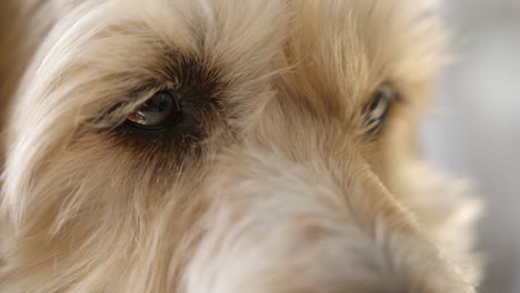 macro of beautiful brown wheaten terrier dog