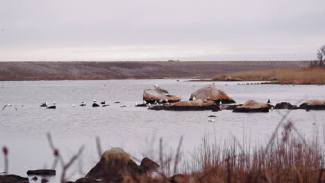 view of seabirds resting on rocks out in mid-distance of a seawater marsh, location scituate, ma, static