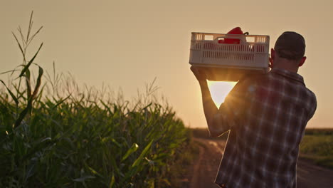 el agricultor cosechando pimientos al atardecer