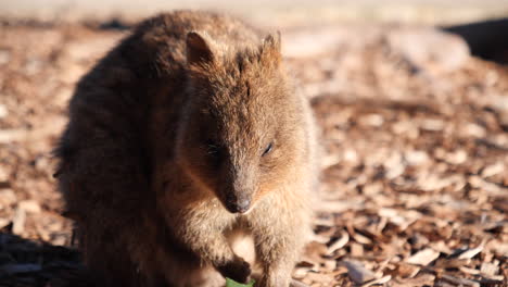 cerca de quokka comiendo al sol